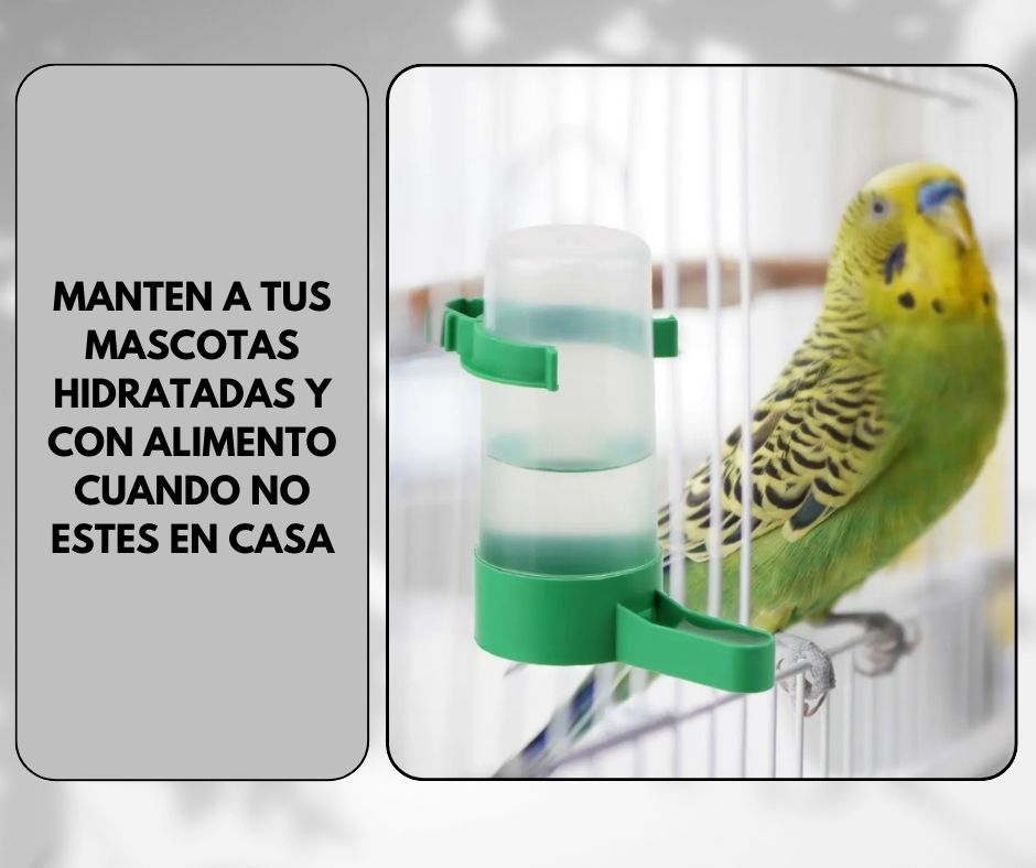 Dispensador/Bebederos Para Aves 10 pzs